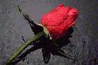 Rose of Friendship